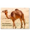 Postkarte - Kamel