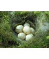 Postkarte - Nest