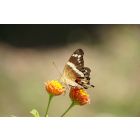 Postkarte - Schmetterling