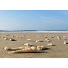 Verteilkärtchen - Muscheln am Strand