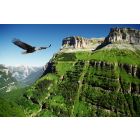 Postkarte - Adler