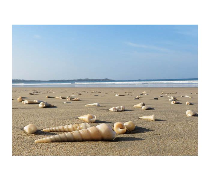 afgshop - Postkarte - Muscheln am Strand